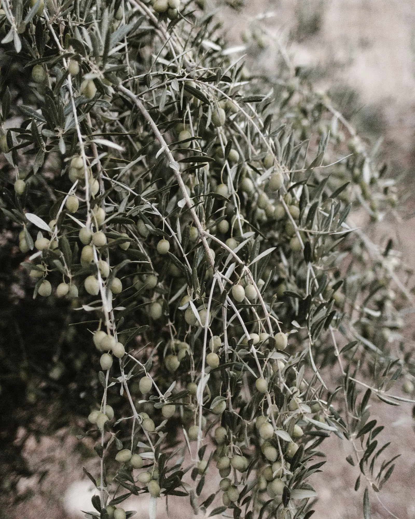 Verde Intenso — Los Quinientos